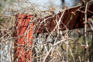 Dry stems of grapes on the fence. The fence post is wrapped around dry branches of wild grapes. Branches of wild grapes in spring, side view.