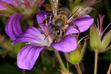 Eine Honigbiene (Apis mellifera) auf der Blüte des Wiesen-Storchschnabels. Thüringen, Deutschland, Europa 
A honey bee (Apis mellifera) on the meadow cranesbill's flower. Thuringia, Germany, Europe  -