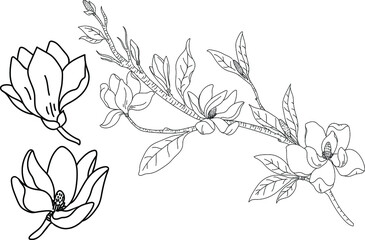 Vector illustration with magnolia line art