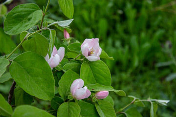 Quince tree with flowers