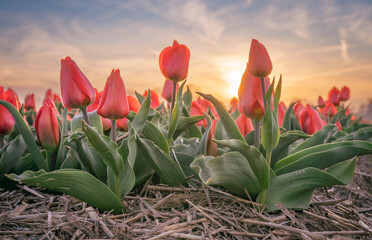 Naklejka premium Pola tulipanów, kolorowa wiosna w Holandii.