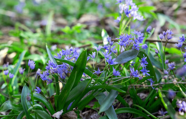 Blurred image of blue scillas against the backdrop of spring greenery.