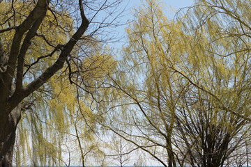 weeping willows (with catkins) and blue sky - springtime