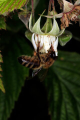Honeybee on a raspberry blossom