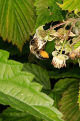 Eine Honigbiene sammelt Nektar an der Himbeerbluete.. Thueringen, Deutschland, Europa --
A honey...