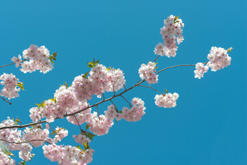 springtime blossoms on a blue sky