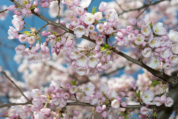 springtime blossoms on a blue sky