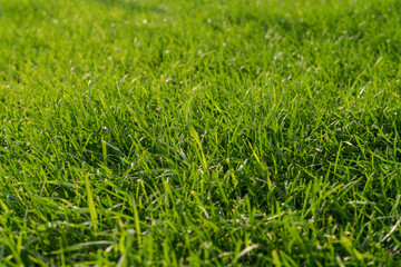 closeup shot of green grass on a lawn