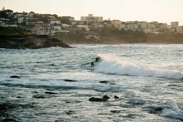 Surfers in the water riding waves at Sydney beach