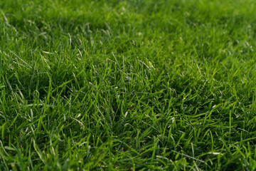 closeup shot of green grass on a lawn