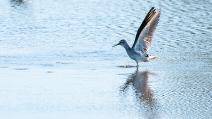 Willets playing in the Wetlands near Houston