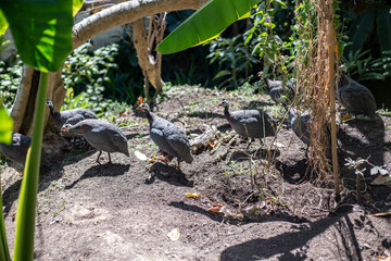 Close up photo of guineafowl