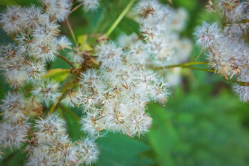 Flowering herbs close up