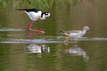 Black-necked Stilt mingling with Willets in a wetlands area