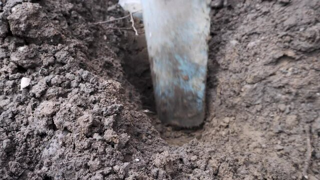 Digging hole. Hand digging and excavating holes using a grafting spade. Uncovering or exposing ground 4k.