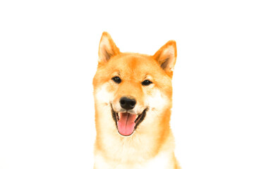 Portrait of a Japanese red dog Shiba Inu on an isolated white background, front view.