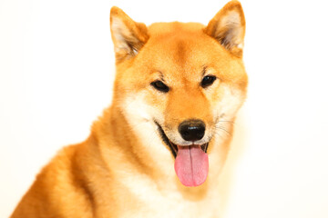 Portrait of a Japanese red dog Shiba Inu on an isolated white background, front view.