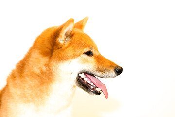 Portrait of a Japanese red dog Shiba Inu on an isolated white background, side view. The profile of...