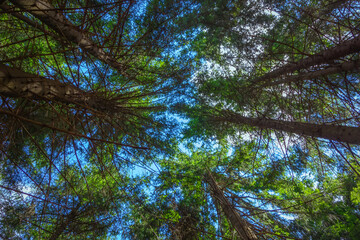 Carpathians.Mykulychyn.Forest on the way to the big Carpathian swing