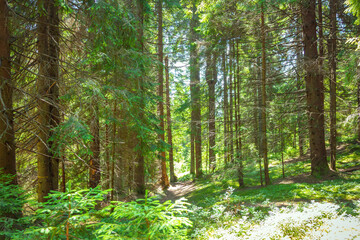 Fototapeta na wymiar Carpathians.Mykulychyn.Forest on the way to the big Carpathian swing