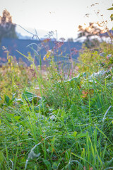Weed Fragrant bedstraw in the field