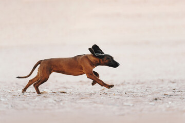 Bavarian mountain hound puppy playing in the park