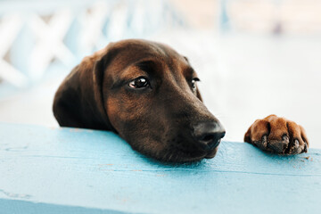 Bavarian mountain hound puppy playing in the park