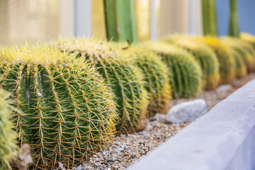 Rows of cactus plants in a desert garden