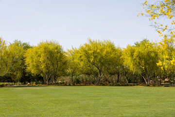 Beautiful yellow trees in front of a green lawn