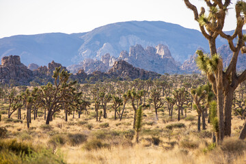 Green Joshua trees in the middle of the desert