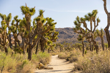 Fototapeta premium Green Joshua trees in the middle of the desert