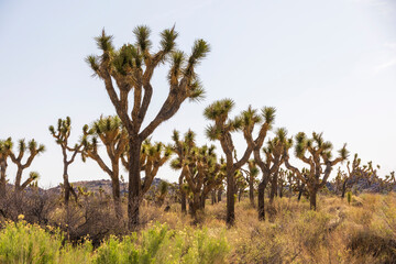 Fototapeta na wymiar Green Joshua trees in the middle of the desert