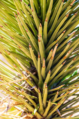 Green Joshua trees in the middle of the desert