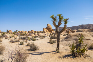 Green Joshua trees in the middle of the desert - obrazy, fototapety, plakaty