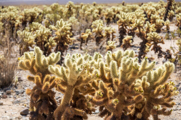 Naklejka na ściany i meble Cholla cactus garden in the middle of the desert