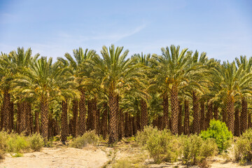 Fototapeta na wymiar Beautiful green palm trees in front of a blue sky