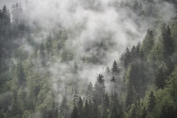Fototapeta na wymiar Dramatic fog over green forest and dark mood in the mountains - Obersee Königssee Alps