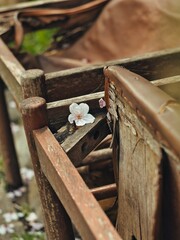 椅子の上に落ちている桜のはなびら