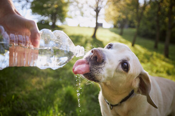 Dog drinking water from plastic bottle. Pet owner takes care of his labrador retriever during hot...