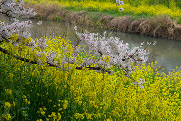 field of dandelions