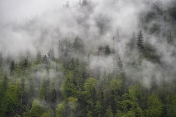 Dramatic fog over green forest and dark mood in the mountains - Obersee Königssee Alps