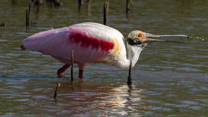 Roseate Spoonbill fishing for dinner at golden hour