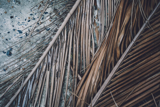 The texture of dry palm leaves on the ground
