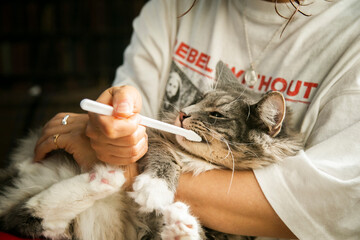 猫　歯磨き　歯ブラシ