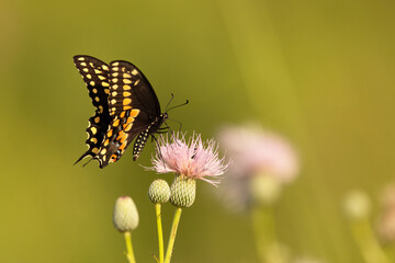 Swallowtail butterfly in Sarasota, Florida