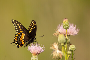 Swallowtail butterfly in Sarasota, Florida