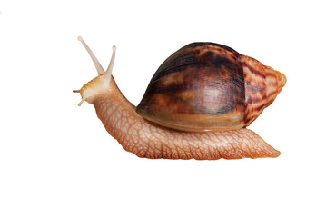 Big Giant African snail isolated on white background with clipping path. Achatina immaculata helix. cosmetics and body care concept. skin rejuvenation cosmetics