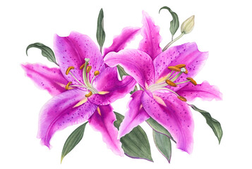 Watercolor beautiful pink lily flowers with leaves on white background.