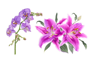 Watercolor flowers, pink lilies, violet orchids isolated on white background.
