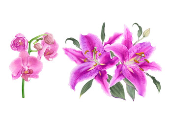 Watercolor flowers, pink lilies, pink orchids isolated on white background.